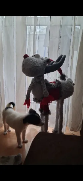 Iulia & Happy Paws — fotografia 4