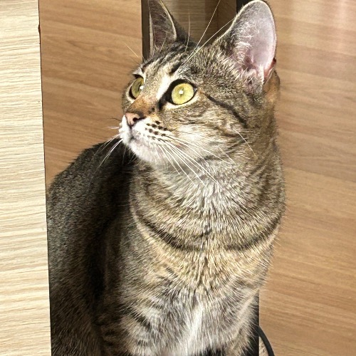 Suculiuc Andreea Nicoleta