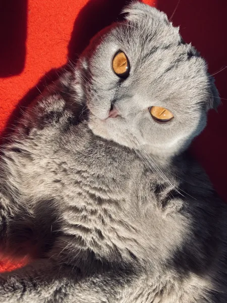 Toda Damaris — fotografia 4