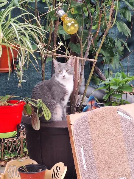 Florin — fotografia 4