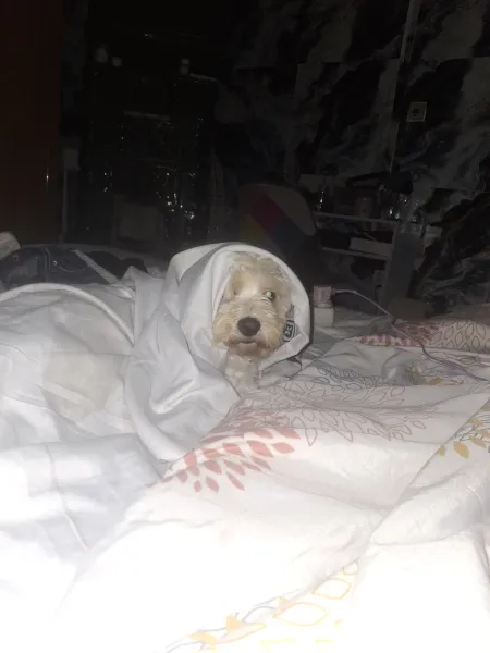 Isabella — fotografia 3