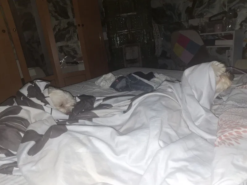 Isabella — fotografia 4