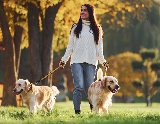 Plimbări multiple / zi (ex. dimineața + seara)