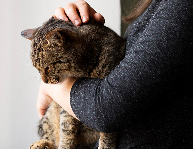 Vizită scurtă pentru verificare și joacă (30min)