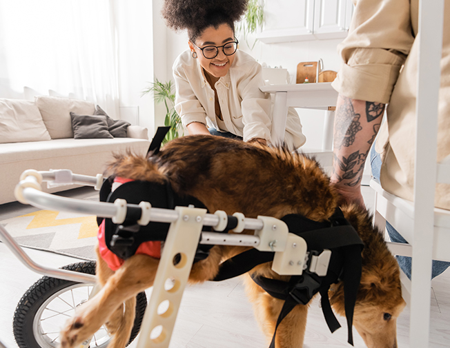 Îngrijire animal cu nevoi speciale (vârstnic, bolnav, anxios etc.)