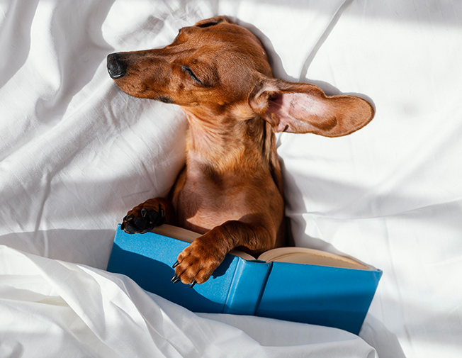 Cazare cu o noapte (24h)