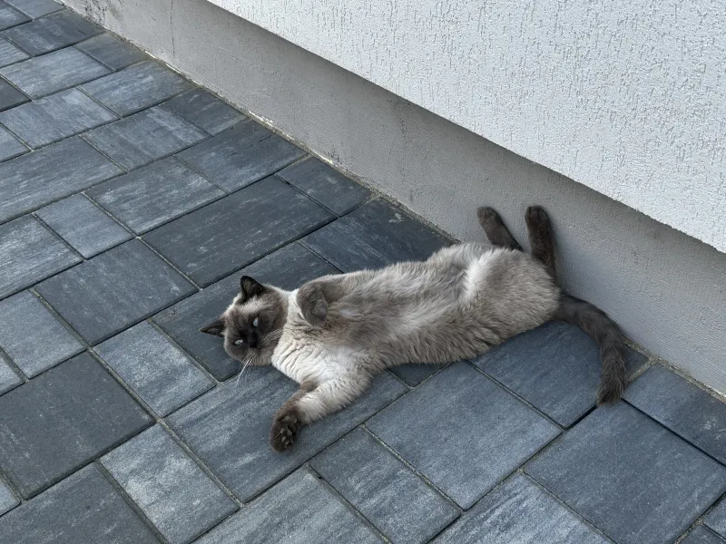 Aneliss Toma — fotografia 3
