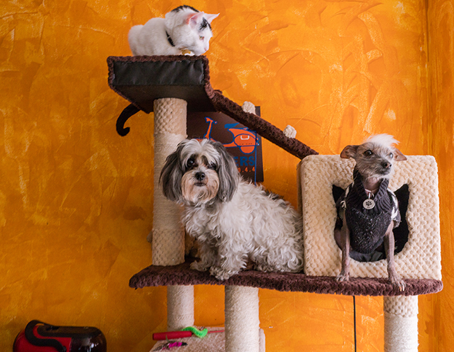 Accept animale suplimentare (ex. 2+ câini/pisici de la același stăpân)