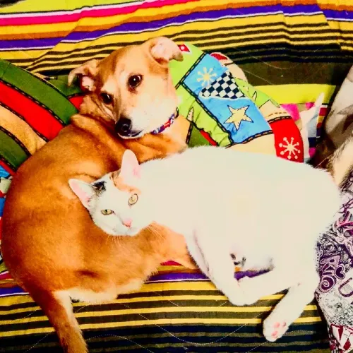 Veterinary Petsitter