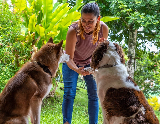 Adaptare treptată (vizite de acomodare înainte de cazare completă)