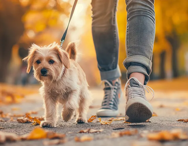 Plimbare scurtă – 30 min