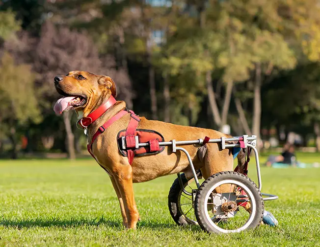 Plimbare pentru câini cu dizabilități sau vârstnici