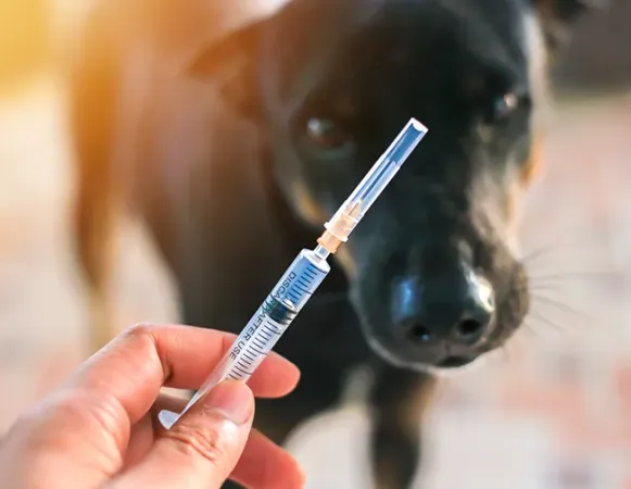 Administrare tratamente speciale (injecții picături, etc.)