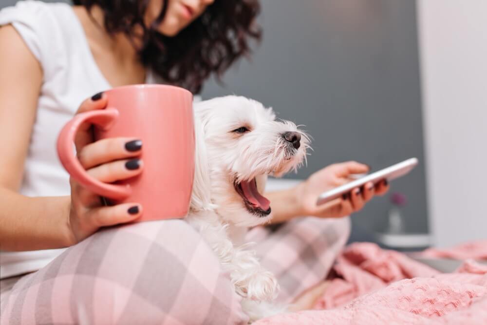 Ce presupune serviciul de pet daycare? Ghid complet