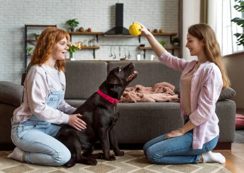 Pet sitting – asul tău pentru bunăstarea animalelor de companie