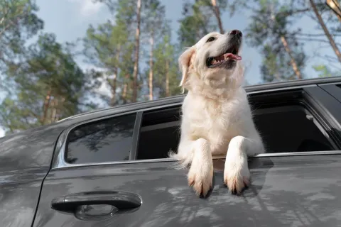 Pet taxi in orasul tau !
